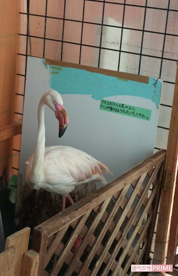 めっちゃさわれる動物園バックヤードの狭いスペースに押し込められたフラミンゴ（提供PEACE）