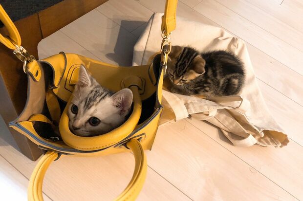 右・うにさん、左・こはださん（ともに3カ月）。飼い主に似たのか、きょうだいそろってバッグ好き!?（※画像は飼い主提供）