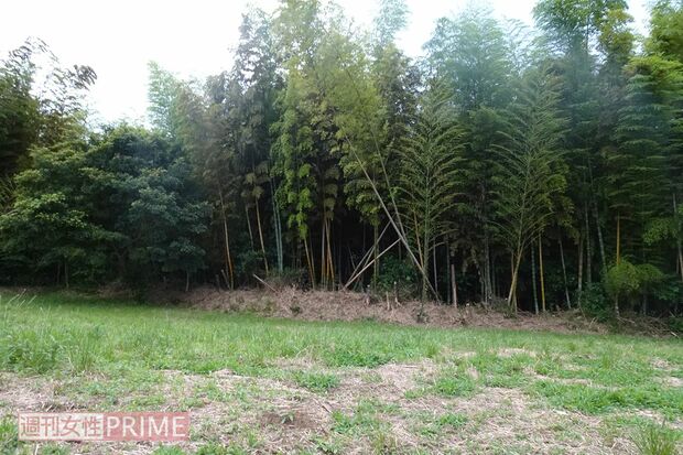 殺害現場となった竹林