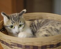 リアルすぎる猫人形で話題 「作るのは無理」と言われた