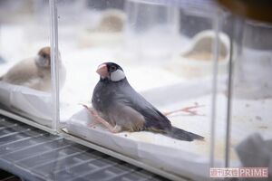 足が奇形で生まれたため、飼育放棄された文鳥