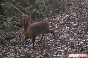 東京に向けて北上中 キョン大繁殖で被害拡大も 命乞いして鳴き叫ぶ 駆除への葛藤 週刊女性prime