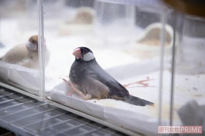 足が奇形で生まれたため、飼育放棄された文鳥