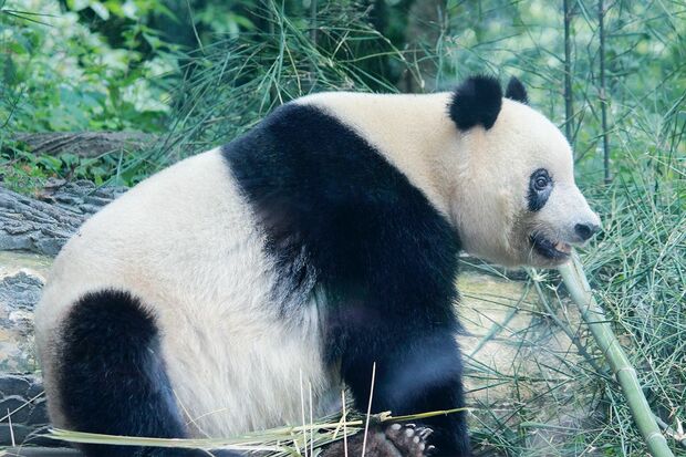 相変わらずキュートなお顔で元気な様子　撮影／MESTY