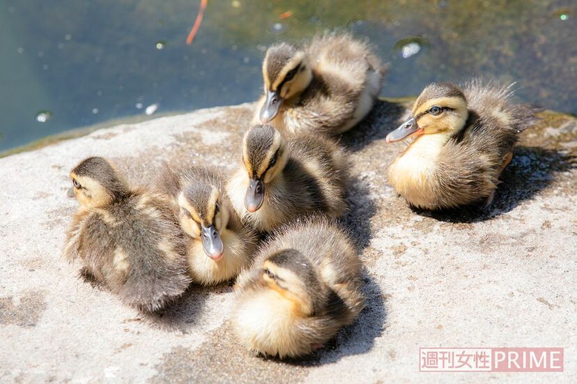 画像 写真 行方不明になった子ガモを探して 各地で大騒ぎ カルガモ親子の初夏 週刊女性prime 画像 写真 行方不明になった子ガモを探して 各地で大騒ぎ カルガモ親子の初夏 週刊女性prime