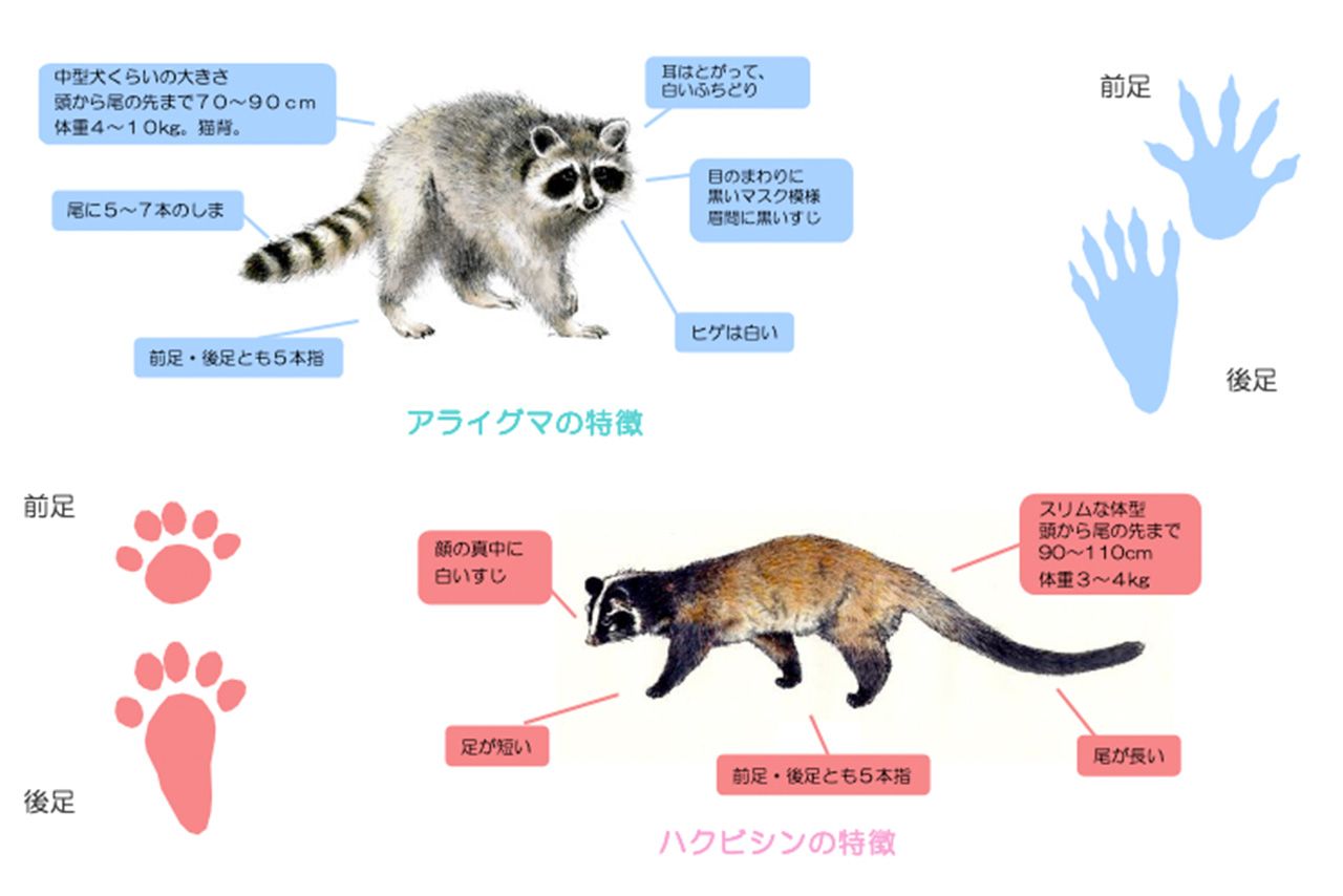 木村拓哉 インスタに タヌキさんと遭遇 写真を連投も区 絶対に近づかないで ニフティニュース