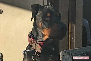 南畑優冶容疑者の自宅の玄関近くにはドーベルマンが…