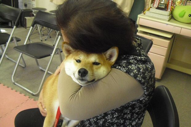 仮設住宅を訪問したセラピー犬を抱きしめる女性（日本レスキュー協会）