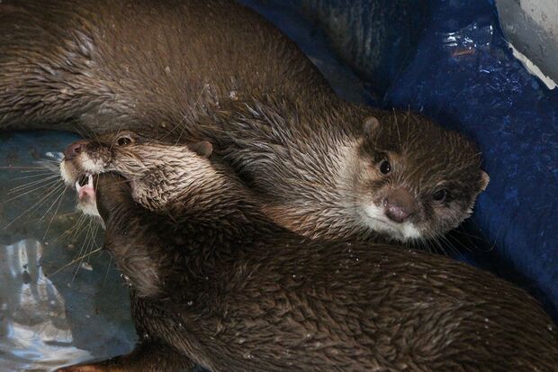 サン＆ソラ（コツメカワウソ）＠新屋島水族館