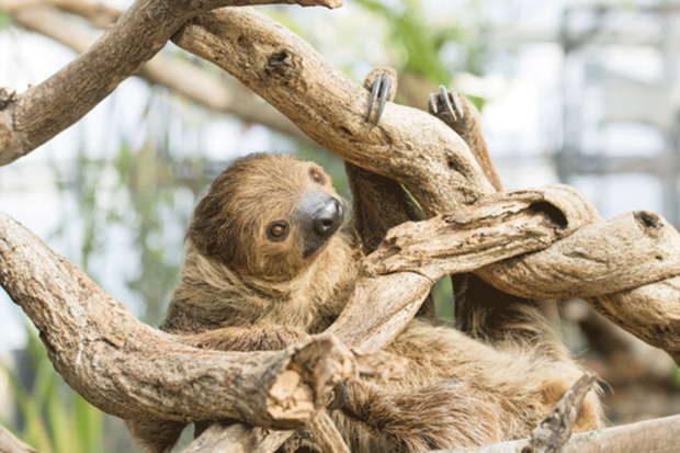 ナマケモノ（※画像はイメージです）