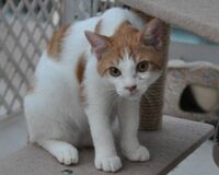 猫の保護活動に影響する高齢化 飼い主がしておきたい備え