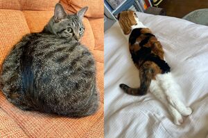 癒しの『猫ぐすり』　画像／飼い主提供