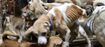 あばら骨が浮き出ている犬も（画像提供：「どうぶつ基金」）