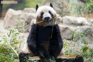 レイレイ　撮影／齋藤周造