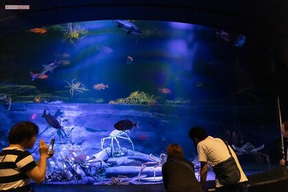 竹島水族館の「深海大水塊水槽」は、光の当て方や奥行きの見せ方にもこだわった展示（撮影／矢島泰輔）
