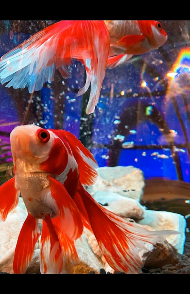 牡牛座は…金魚