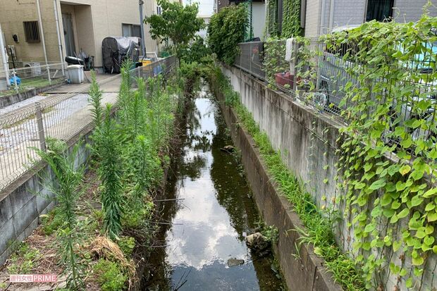 水辺の草むらも探したが……