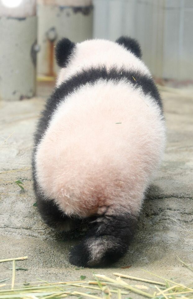 “パンけつ”もキュート（撮影／JMPA）