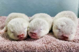 コツメカワウソ〈5.27生まれ、♂♂♂〉