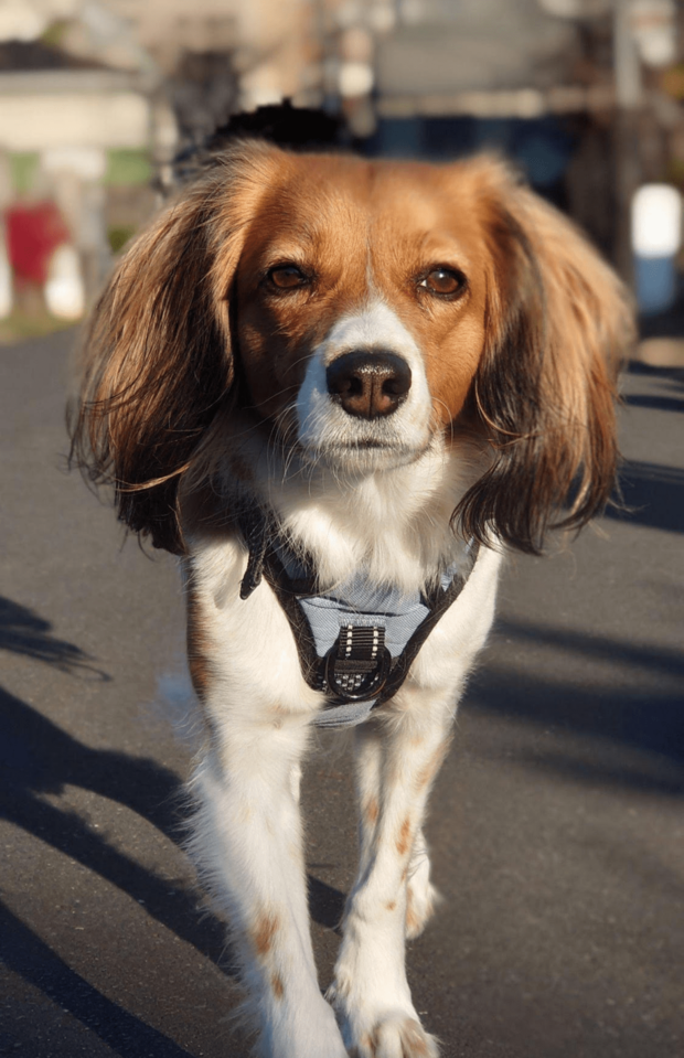 コイケルは1日2時間も散歩が理想。アメリカではドッグウォーカー（散歩代行業）が盛んだが、大谷は愛犬を託すのか？