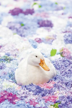 境内には5羽のアヒルが。水中華×アヒルのコラボを撮影するのが人気! 撮影/石附雅代