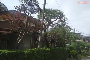 質素に暮らす家だが、庭の植木には手入れが行き届いている