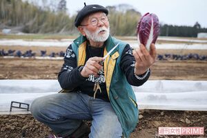 枯れたように見える外側の黒い葉をむいていくと、みずみずしく紫色が鮮やかなプレコーチェが! 撮影/齋藤周造