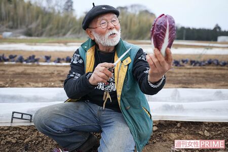 枯れたように見える外側の黒い葉をむいていくと、みずみずしく紫色が鮮やかなプレコーチェが!　撮影／齋藤周造