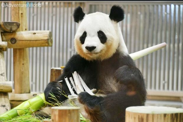 アドベンチャーワールドの良浜、現在は中国の「成都ジャイアントパンダ繁殖研究基地」で会うことができる（アドベンチャーワールド公式Instagramより）