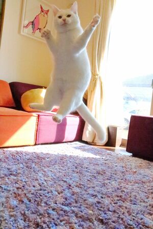  ビヨーンと華麗にジャンプ。ミルコは“無重力猫”で注目度急上昇 (c)ねこ休み展 夏 2016