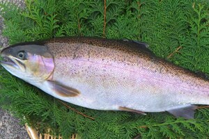 山形のご当地サーモン『ニジサクラ』