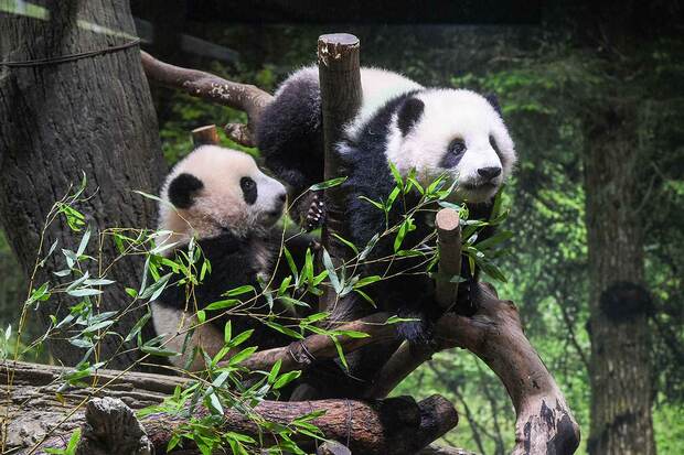 コロナの再拡大の影響で今年の1月12日から事前抽選の当選者に対して、3日間限定で公開された双子の子パンダ、シャオシャオ（右）とレイレイ（左）