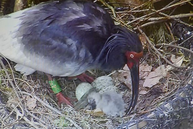 いしかわ動物園　2023年4月12日に卵から孵ったトキの赤ちゃん