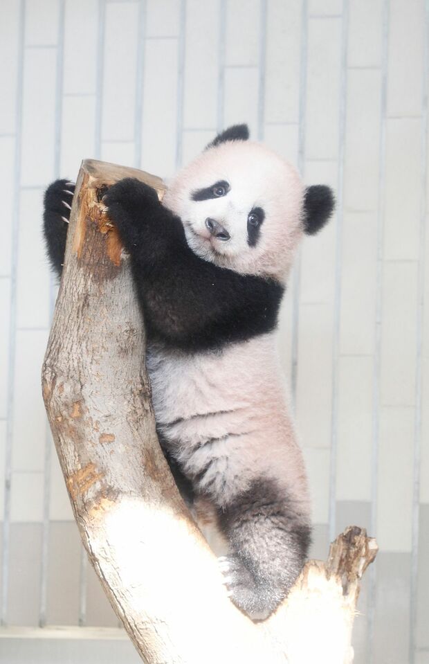 木登り上手でしょ（撮影／JMPA）