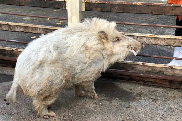 別府ラクテンチ