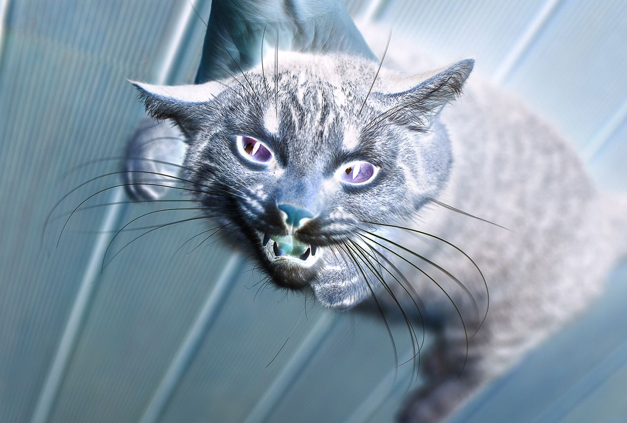 胴体が真っ二つ ぶくぶくと内臓が露出 住民がおののく 猫の変死体が続出 の怪 週刊女性prime シュージョプライム youのココロ刺激する