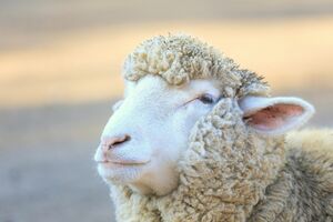 写真はイメージです