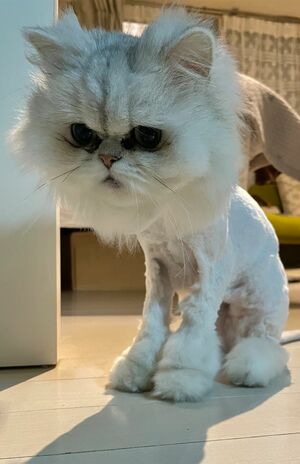 ムーさん（10歳）これがライオンカットだ！　尻尾の先のフワフワがライオン感maxである