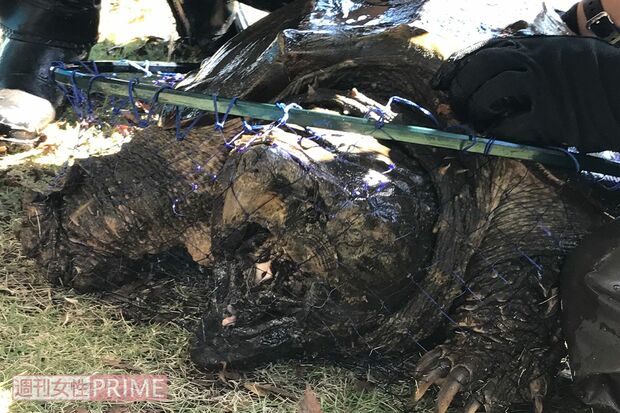 くちばしが摩耗していないため若い個体とみられている