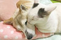 認知症を患う老犬の介護生活がインスタで話題「発作に痙攣とハードな毎日」