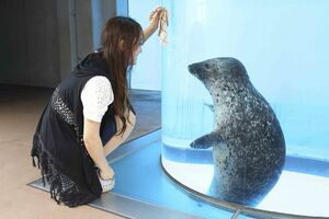 白っぽいハンカチやハンドタオルを振ったりすると、アザラシが寄ってきてくれるかも