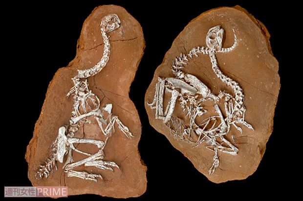 ともに死を迎えたとされる、カーンの雄（左）と雌の化石。まさにロミオとジュリエット！
