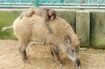 福知山市動物園ではイノシシとニホンザルの仲睦まじい様子も♪