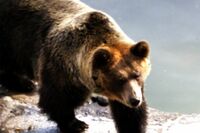【知って楽しい雑学】全国各地で腹ぺこクマが冬眠前に人を襲う被害が増加、「動物園のクマも冬眠するの?」…
