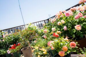 サムソンさんが丹精を込めた屋上バラ園　撮影／矢島泰輔