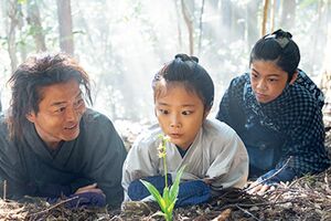 第2週（10日～15日）「キンセイラン」