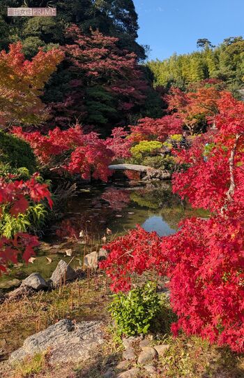 山口県下関市「長府庭園」の紅葉　撮影／編集部
