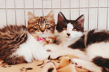 癒しの『猫ぐすり』　画像／飼い主提供