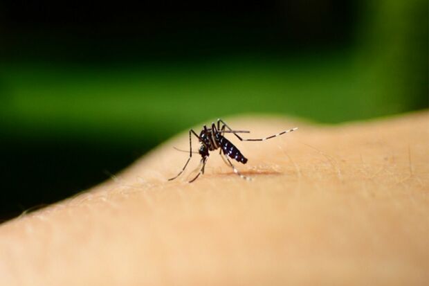 蚊に刺されるとかゆくなるのは、蚊が血を吸う際に分泌している「唾液」が皮膚内に入ることで起きるアレルギー反応だそう　※画像はイメージです
