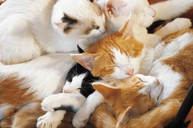 『劇場版岩合光昭の世界ネコ歩き　あるがままに、水と大地のネコ家族』